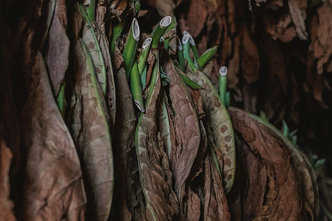 Sigari Hounduregni e Nicaraguensi